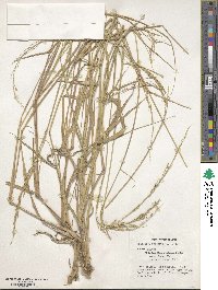 Eriochloa punctata image