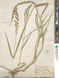 Eriochloa punctata image