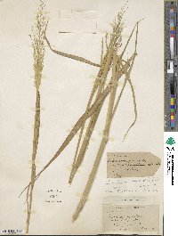 Eriochloa punctata image