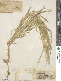 Eriochloa punctata image