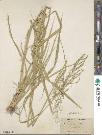 Eriochloa punctata image