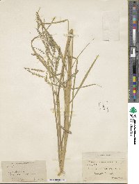 Eriochloa procera image