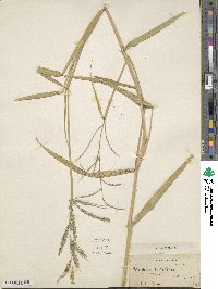 Urochloa polystachya image