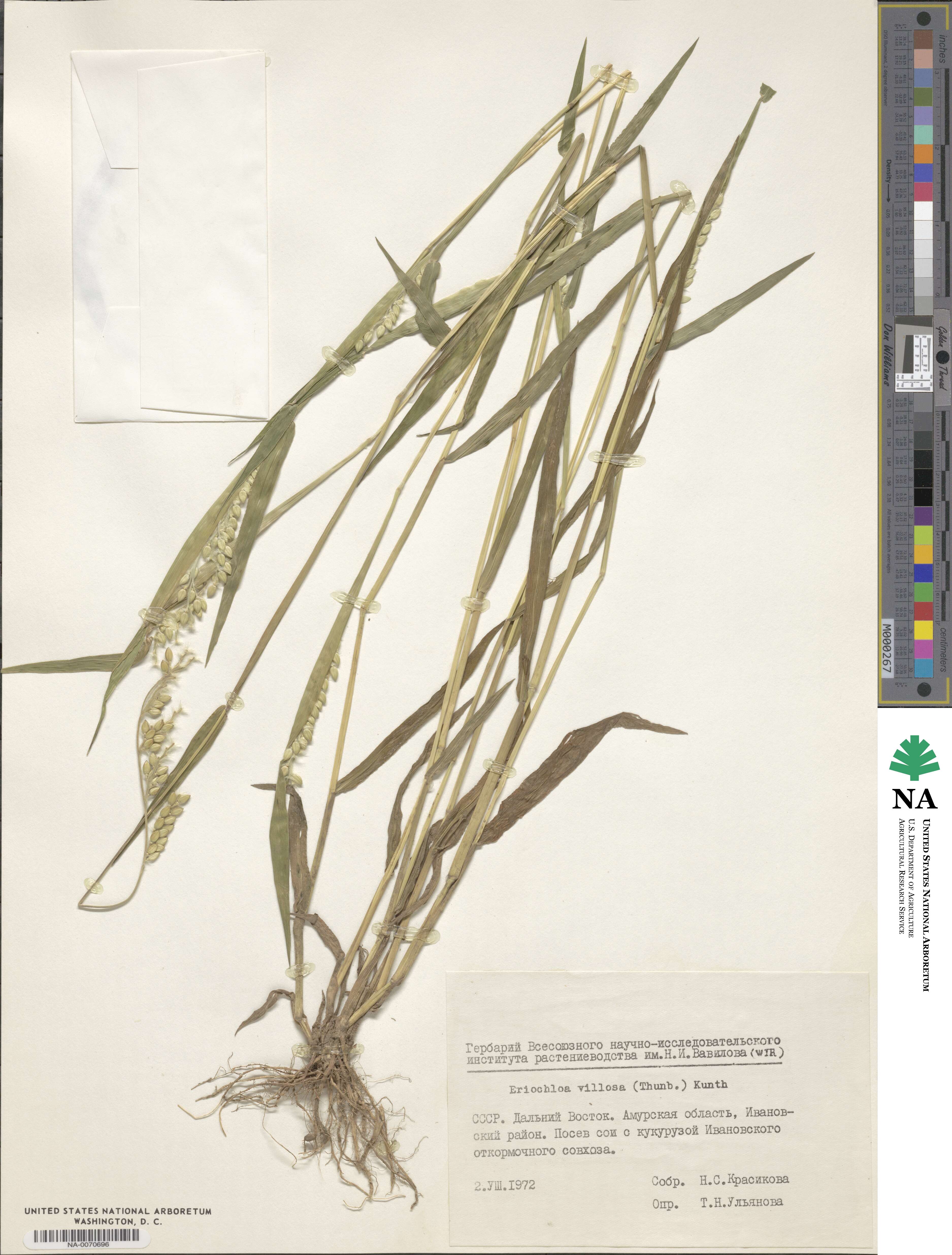 Eriochloa villosa image