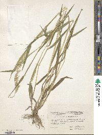 Eriochloa villosa image