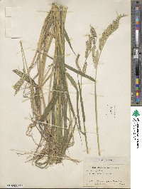 Eriochloa villosa image