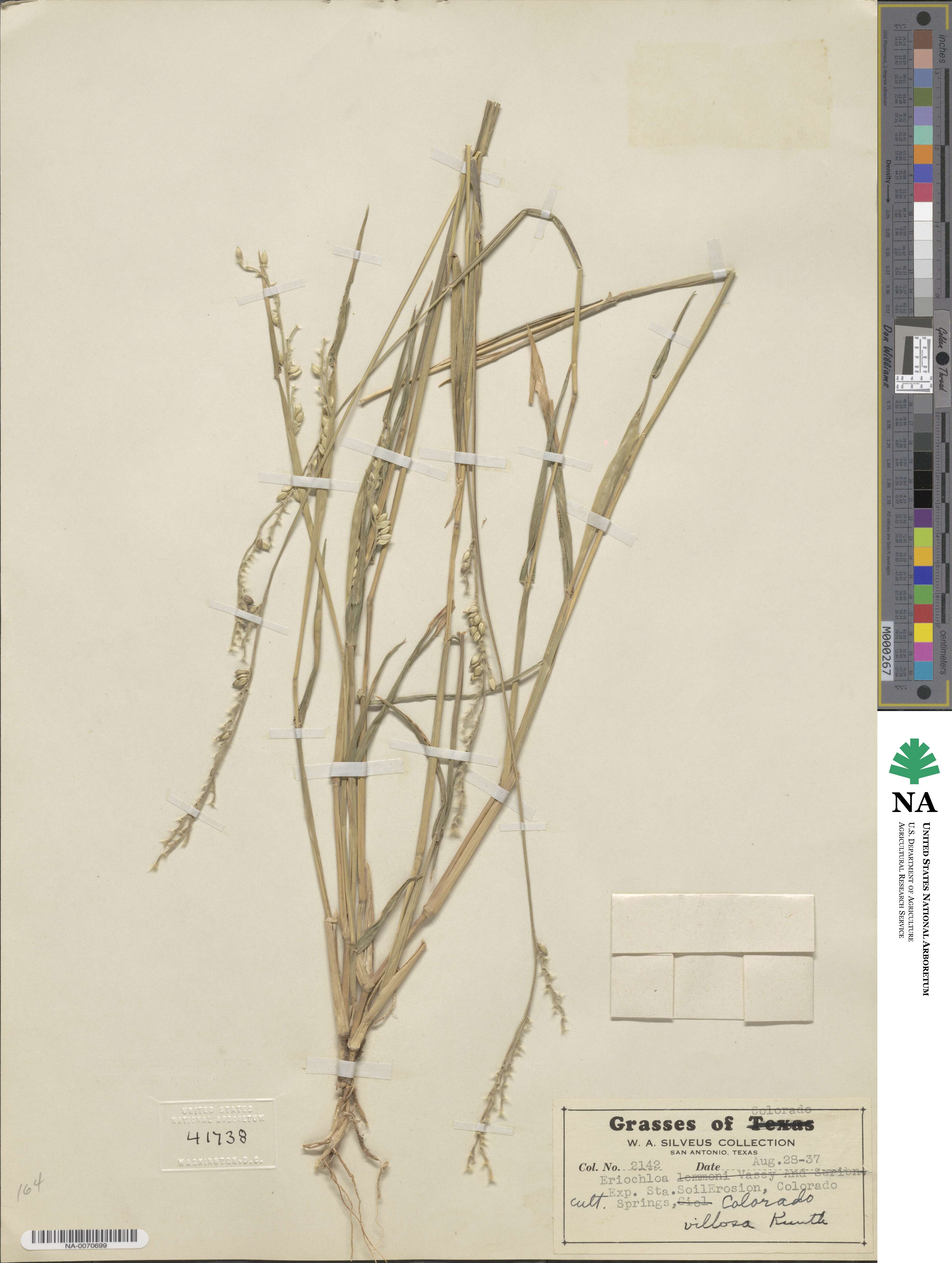 Eriochloa villosa image