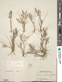 Eragrostis simpliciflora image