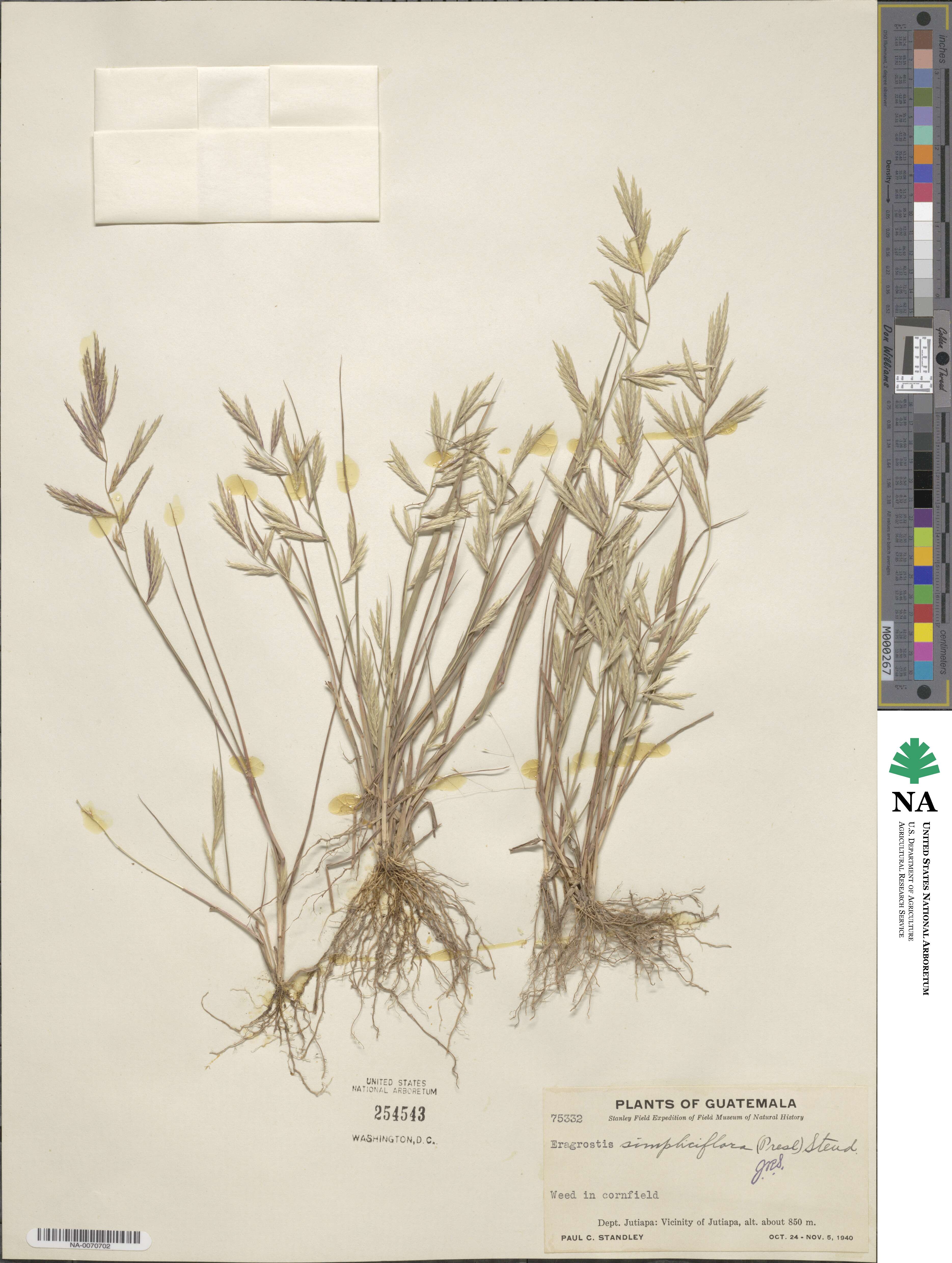 Eragrostis simpliciflora image