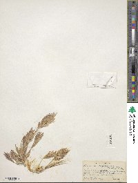 Eragrostis simpliciflora image