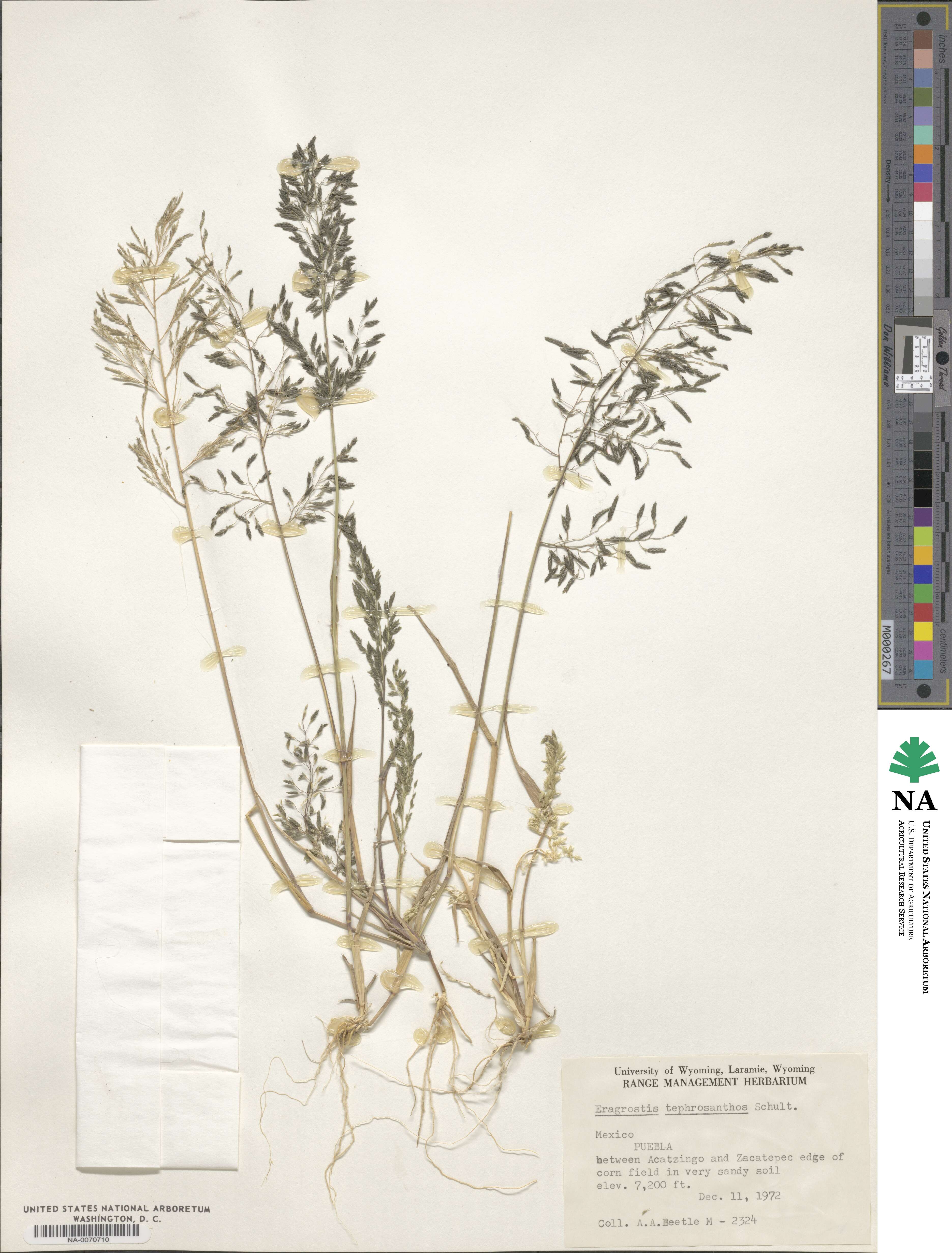 Eragrostis tephrosanthos image