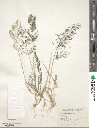 Eragrostis tephrosanthos image