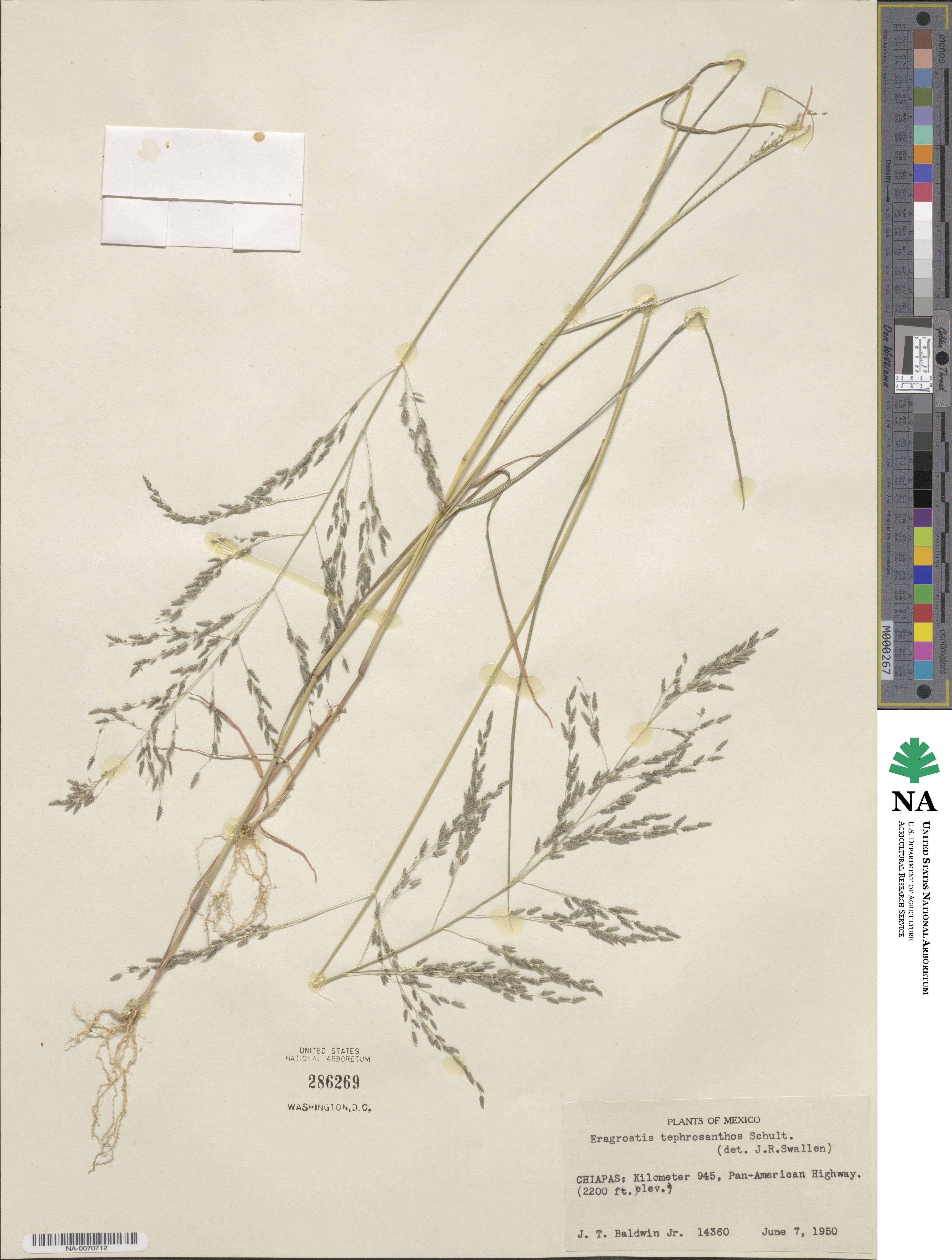 Eragrostis tephrosanthos image