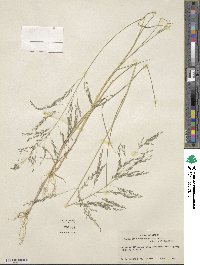 Eragrostis tephrosanthos image