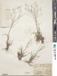 Eragrostis trichocolea image