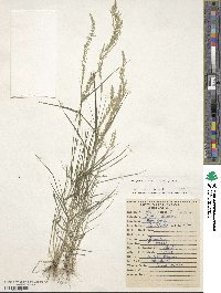 Eragrostis viscosa image