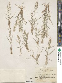 Eragrostis viscosa image