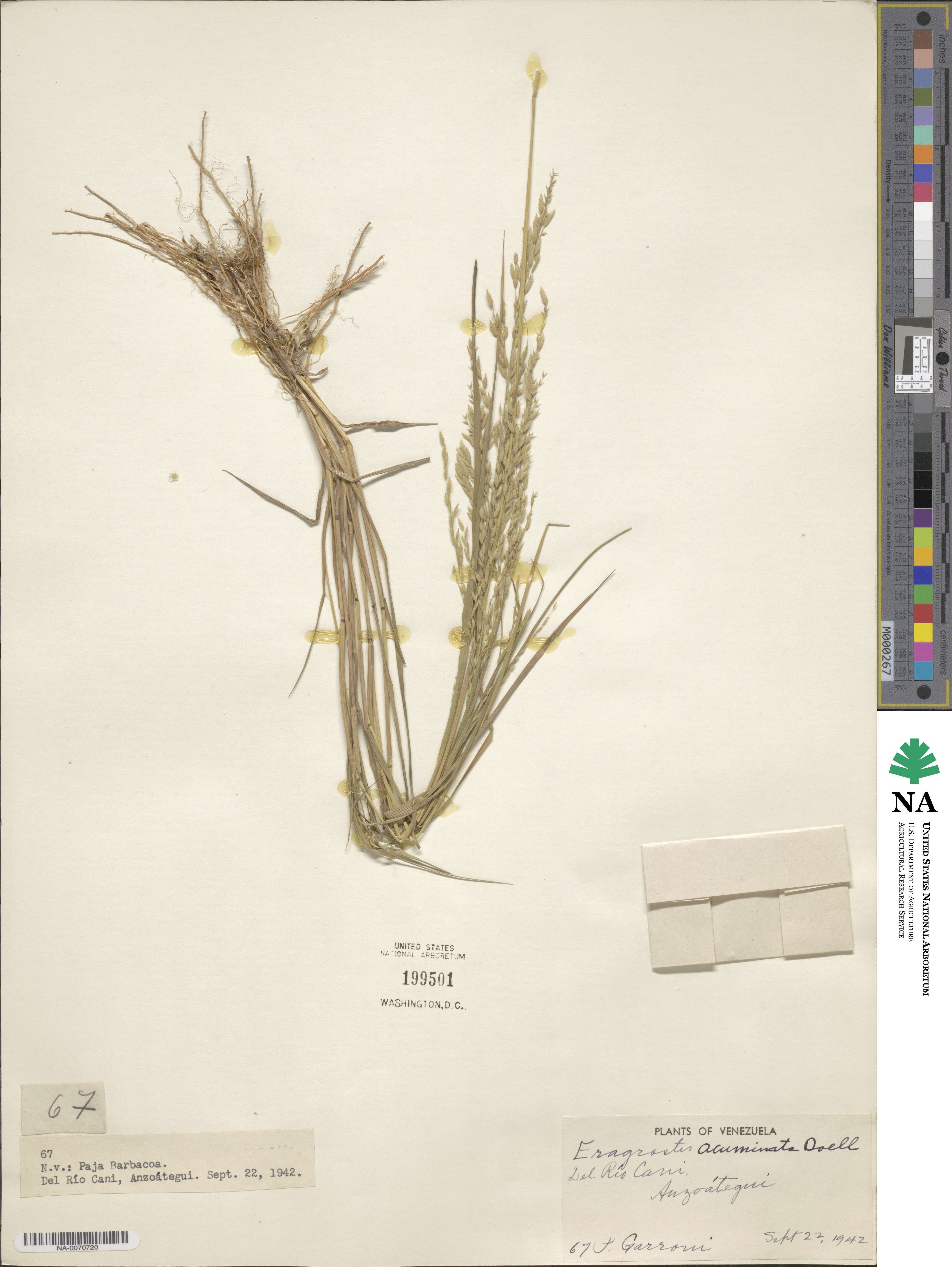 Eragrostis maypurensis image