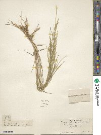 Eragrostis maypurensis image