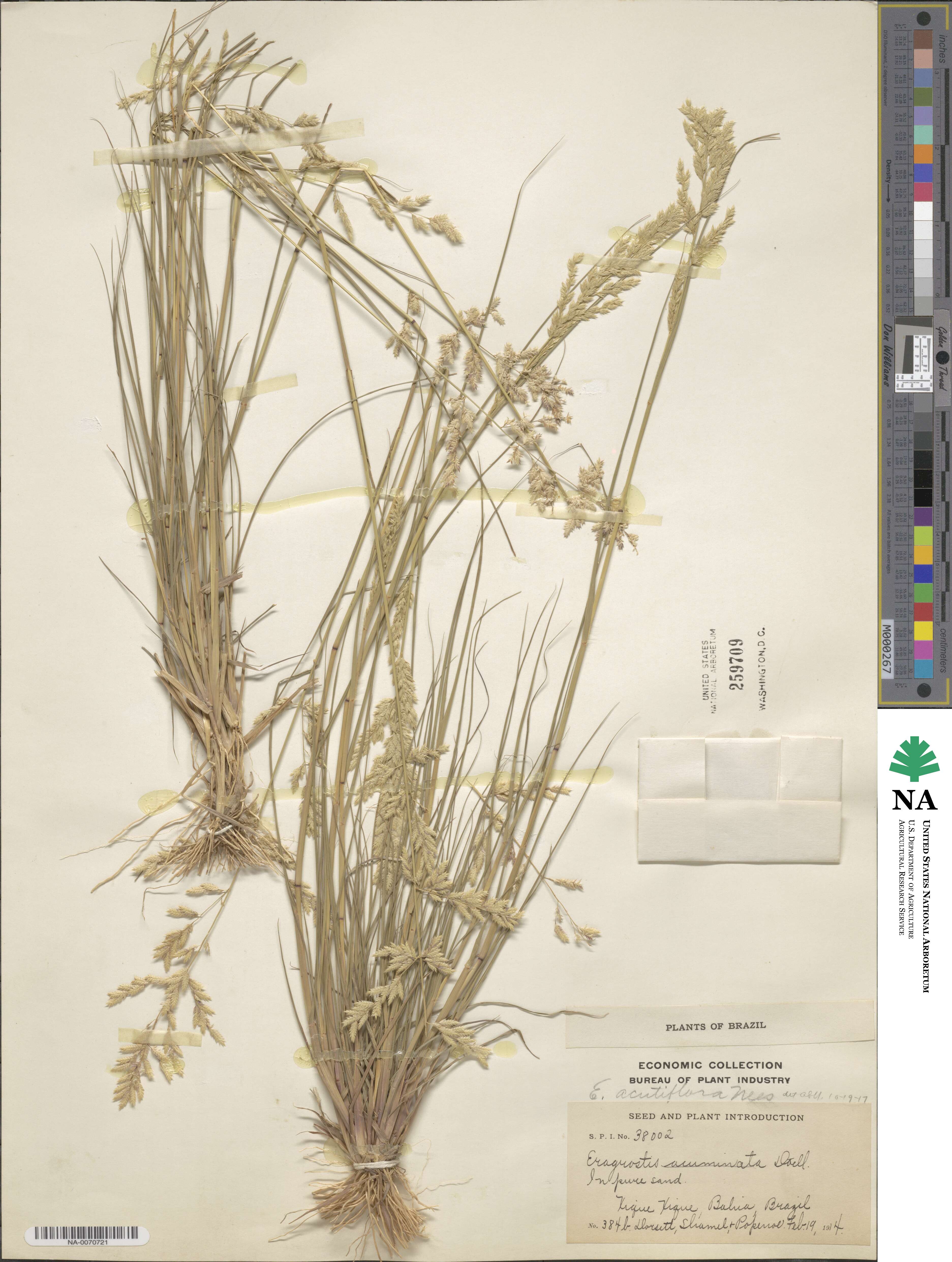 Eragrostis acutiflora image