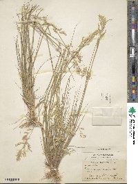 Eragrostis acutiflora image