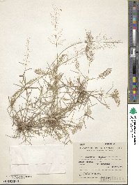 Eragrostis unioloides image