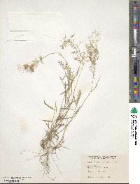 Eragrostis unioloides image