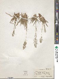 Eragrostis articulata image