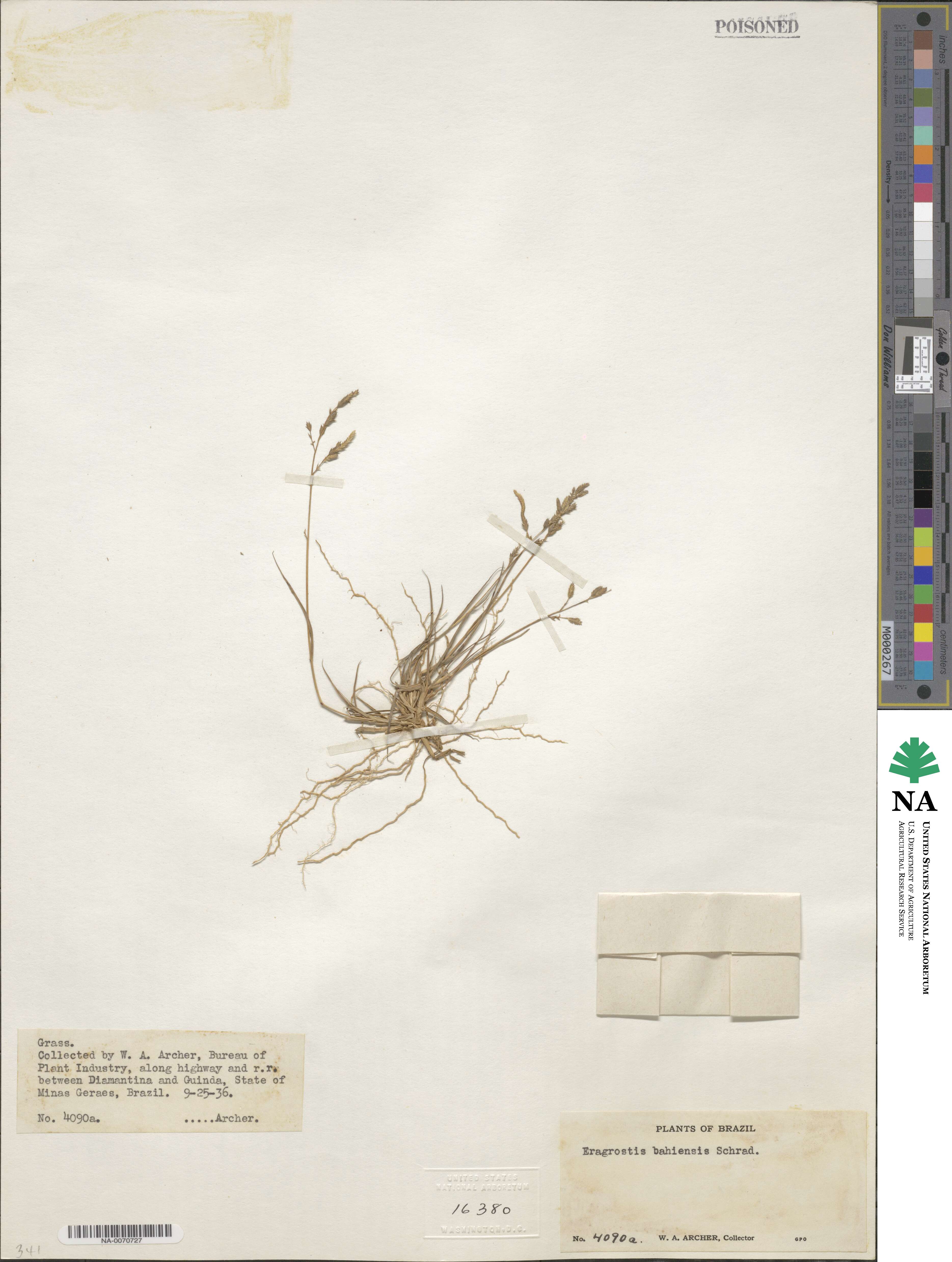 Eragrostis bahiensis image