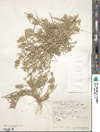 Eragrostis cilianensis image