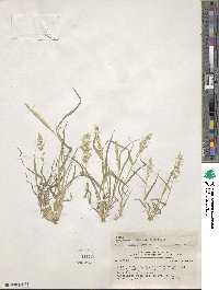 Eragrostis cilianensis image