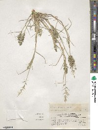 Eragrostis cilianensis image