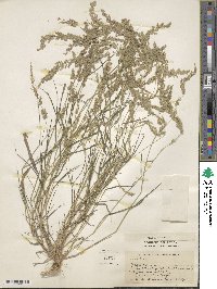 Eragrostis ciliaris image