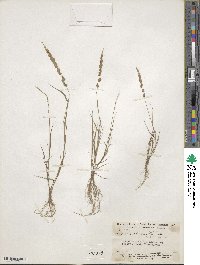 Eragrostis ciliaris image