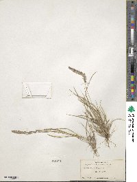 Eragrostis ciliaris image