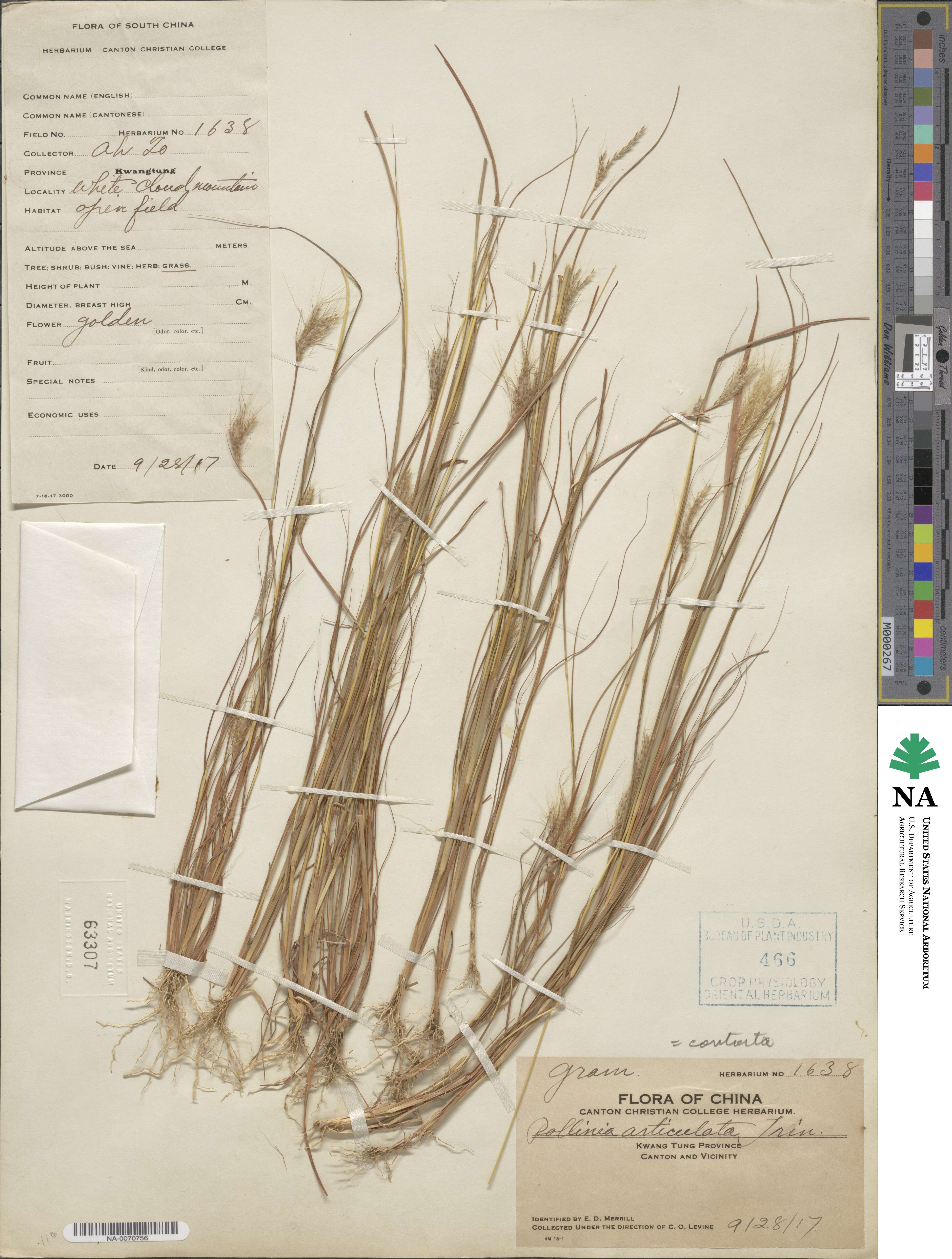 Pseudopogonatherum contortum image