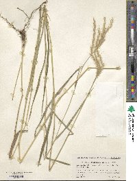 Pseudopogonatherum quadrinerve image