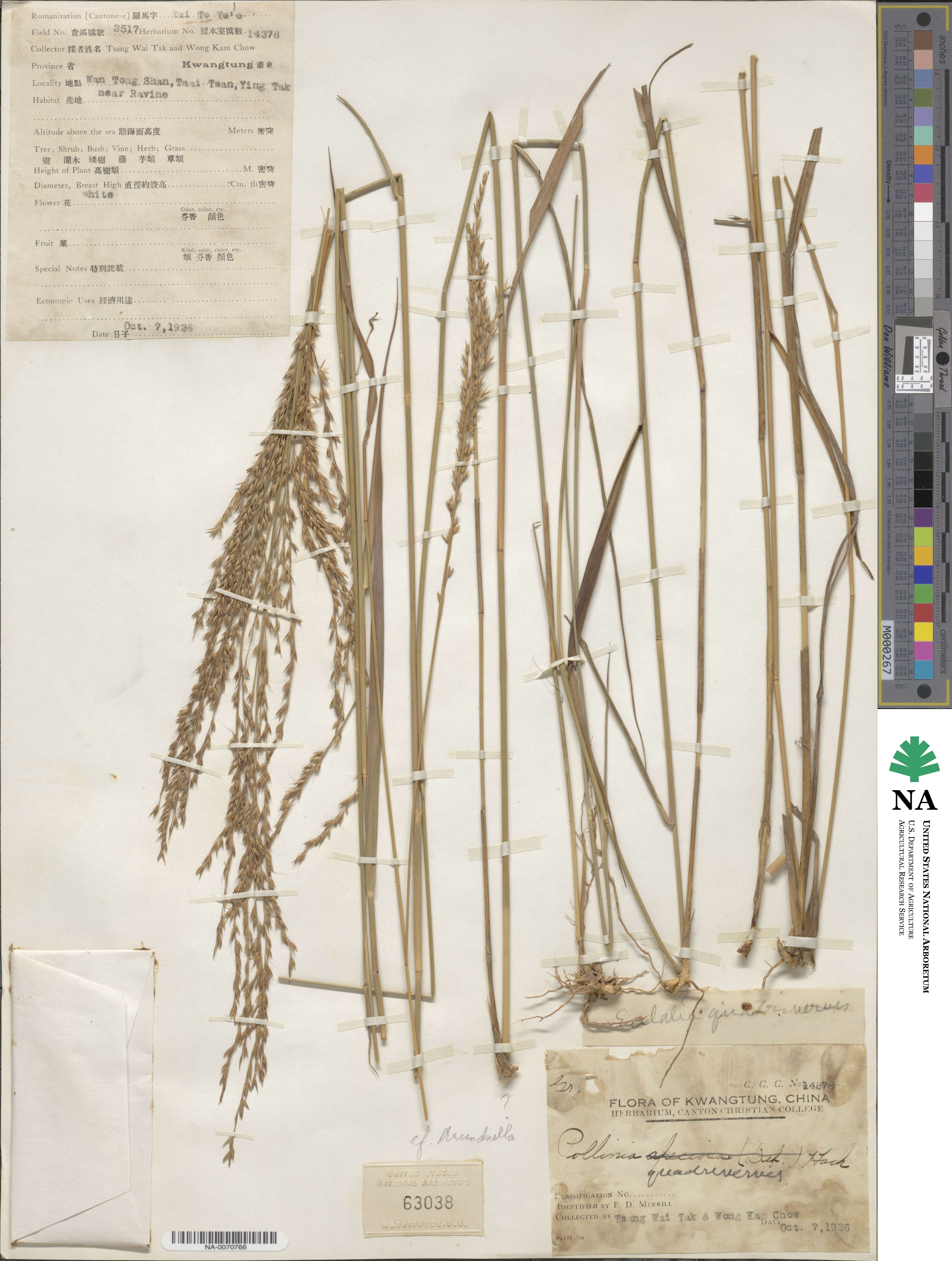Pseudopogonatherum quadrinerve image