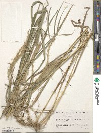 Image of Pseudopogonatherum speciosum