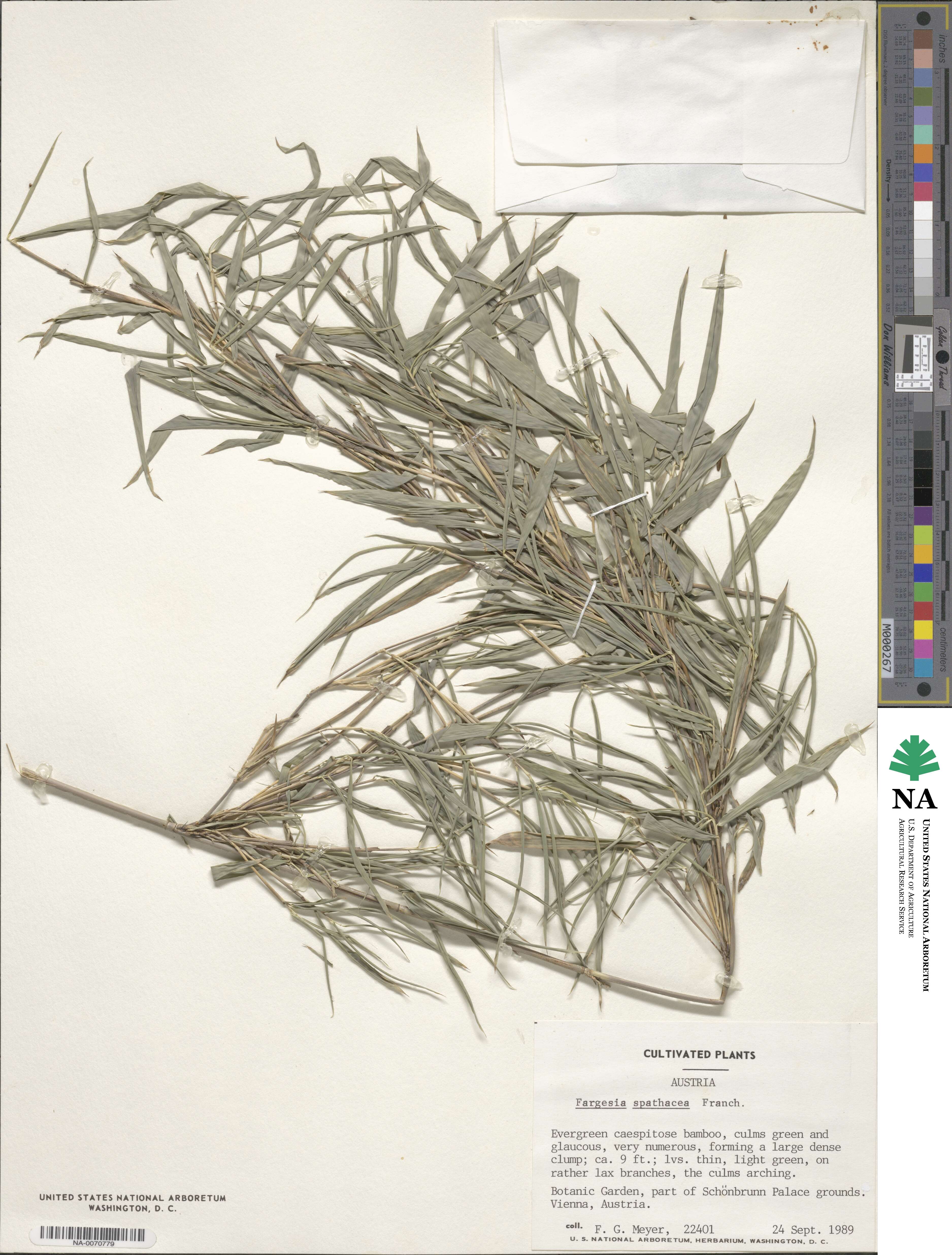 Fargesia spathacea image