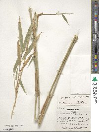 Fargesia spathacea image