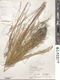 Festuca altaica image