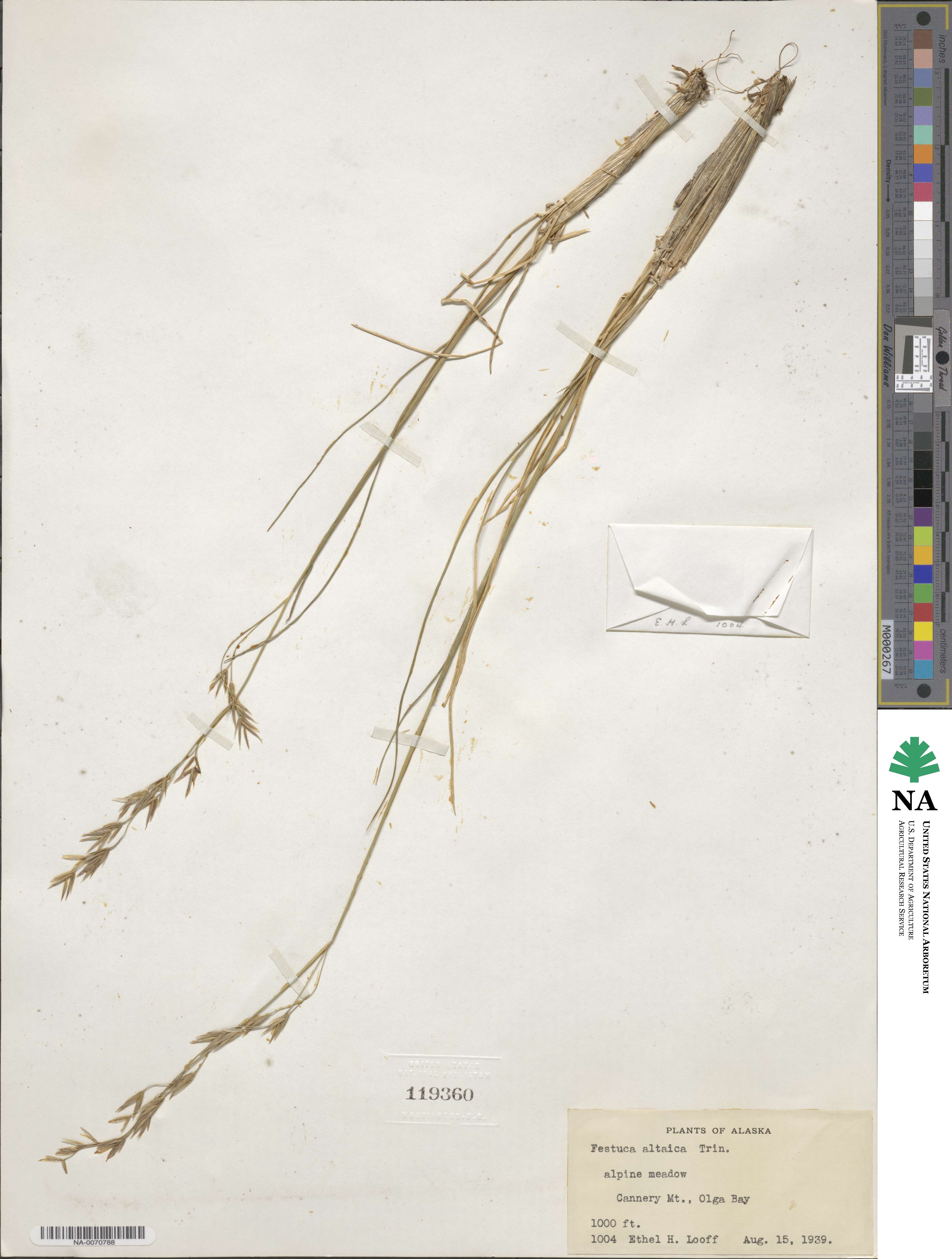 Festuca altaica image
