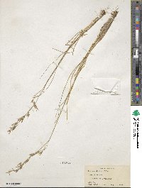 Festuca altaica image