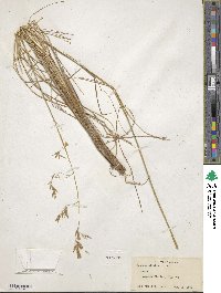 Festuca altaica image