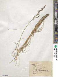 Festuca altaica image