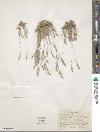 Festuca microstachys image