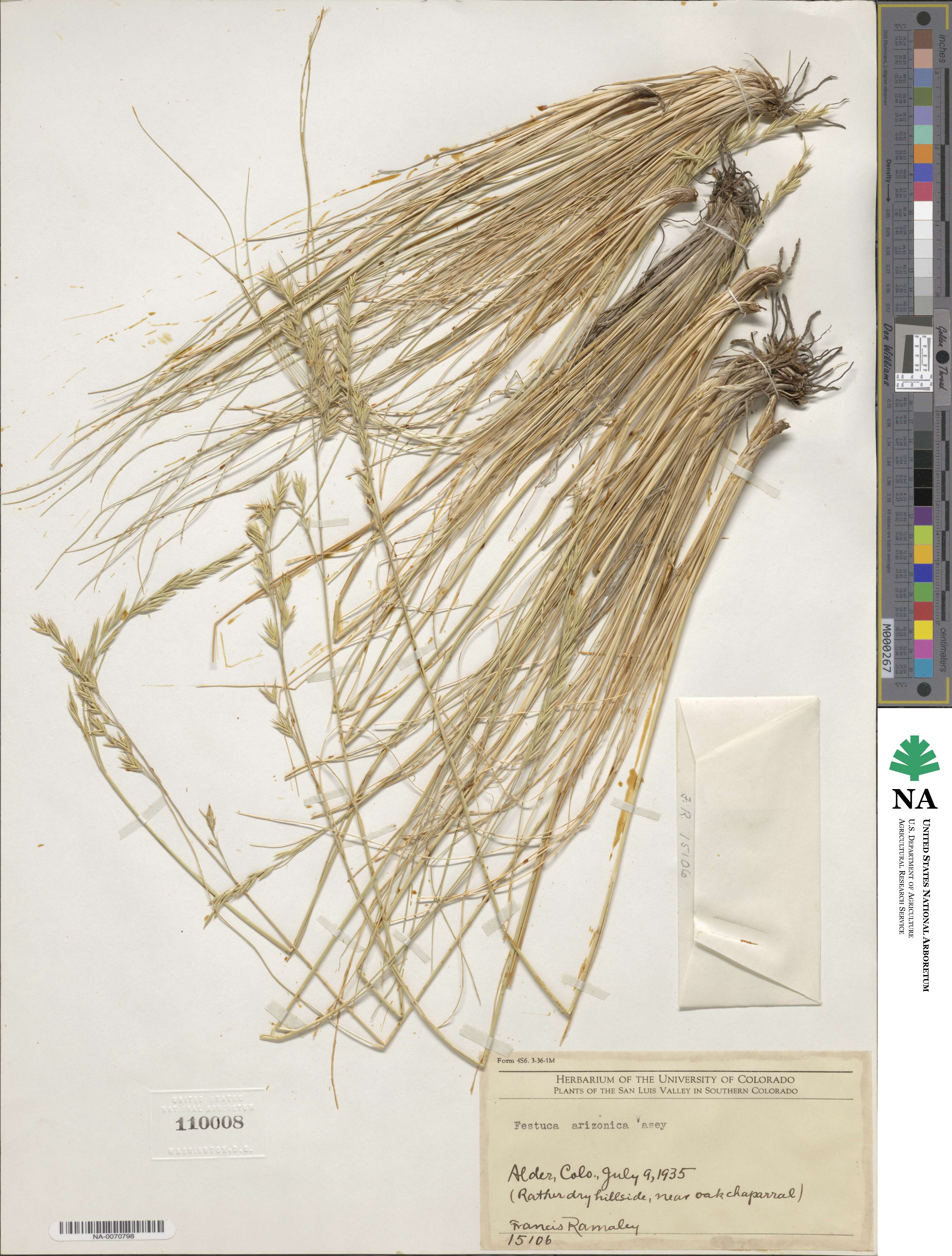 Festuca arizonica image