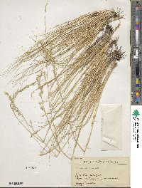 Festuca arizonica image