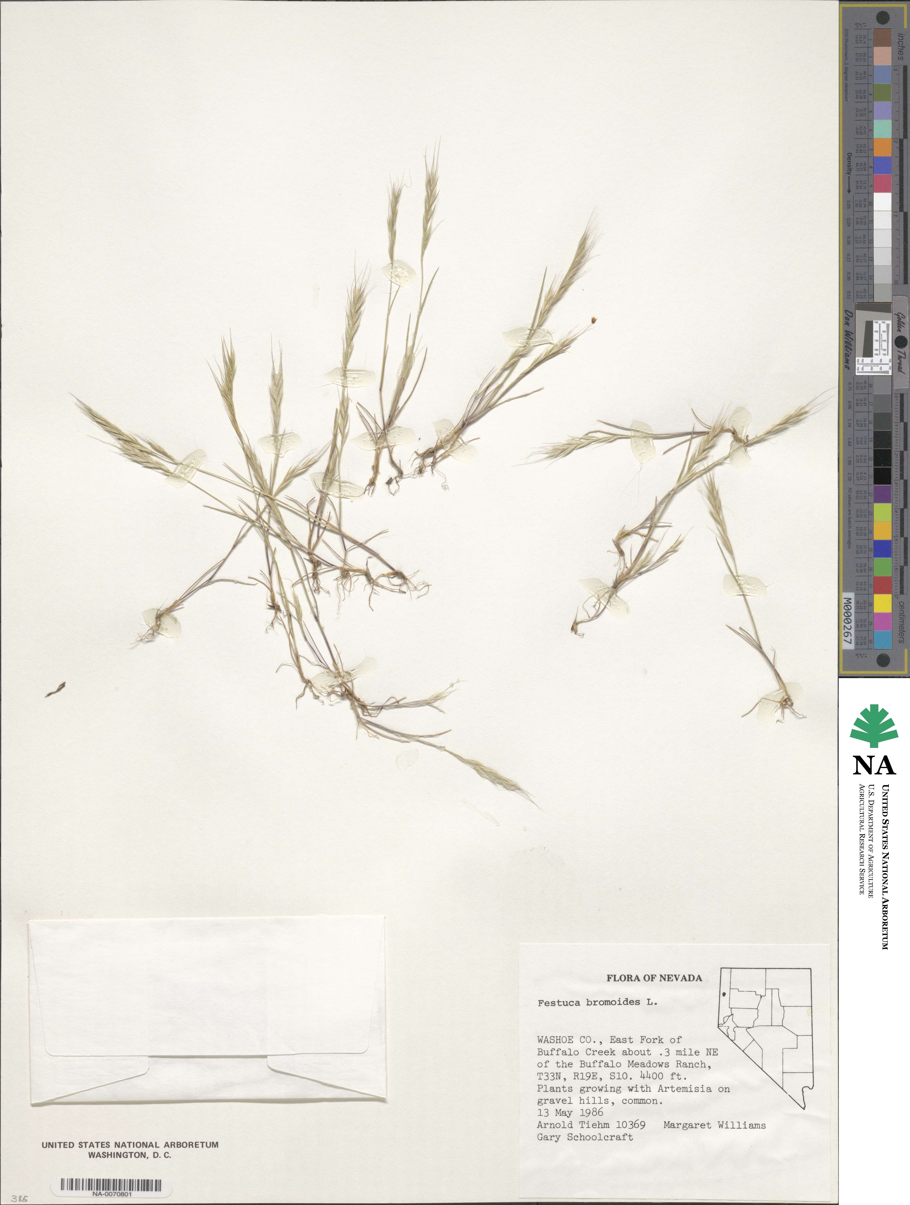 Festuca bromoides image